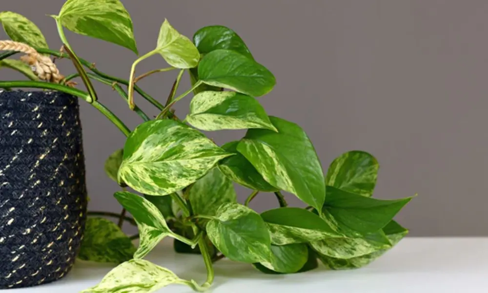 Pothos (Devil’s Ivy)