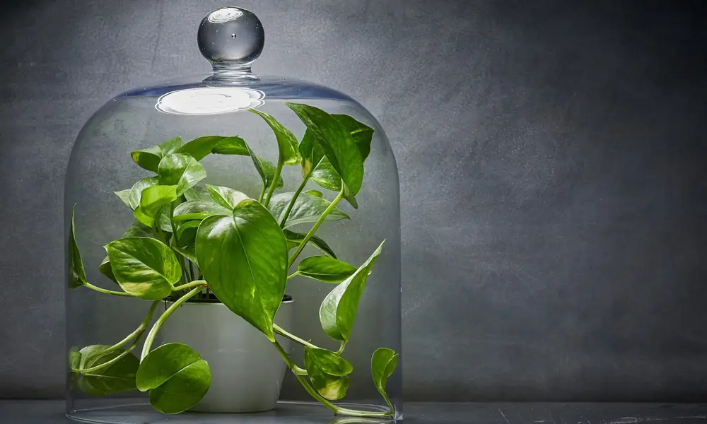 A Plant That Practically Takes Care of Itself