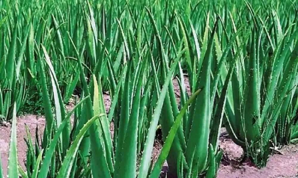 Aloe Vera