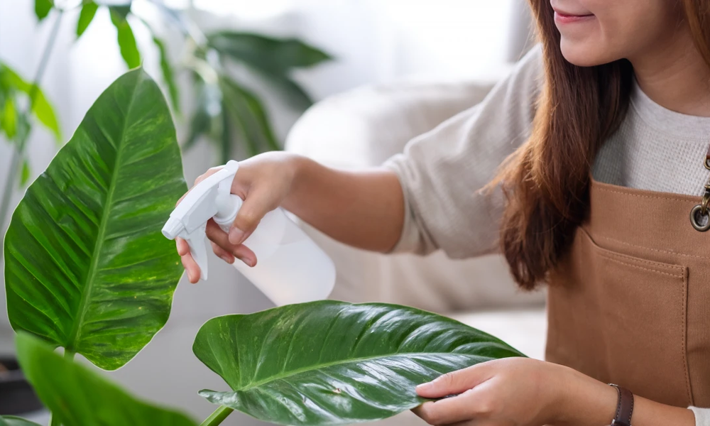 Care Tips for Large Houseplants