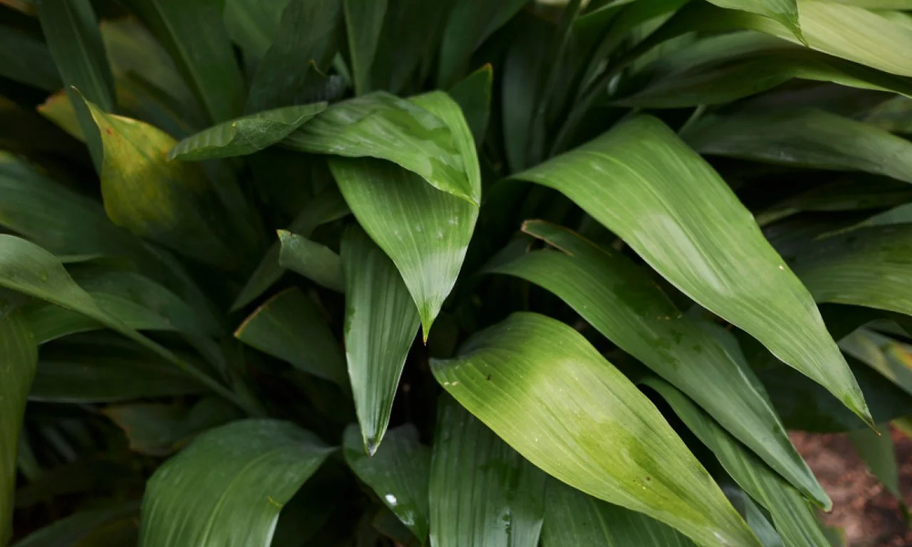 5. Cast Iron Plant (Aspidistra)