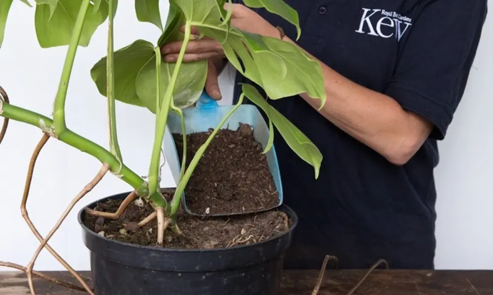 Peeacelily | Monstera (Cheese Plant) Indoor Care Guide Common Problems and Easy Fixes