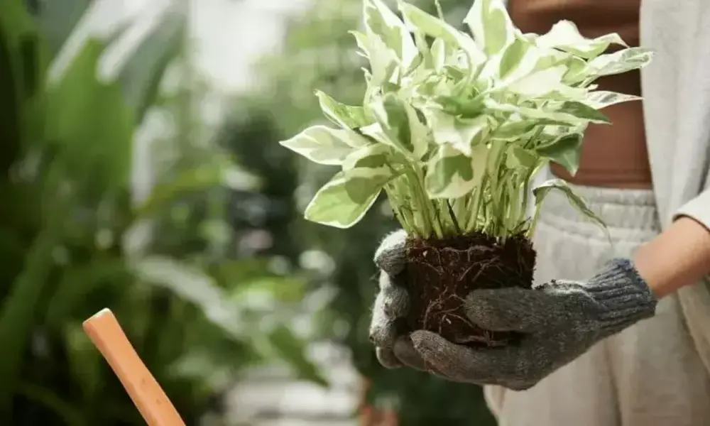 How Drainage Affects Indoor Plant Health