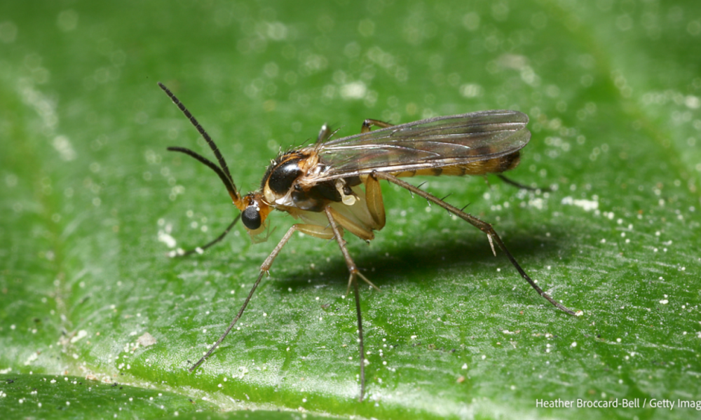 Peeacelily | How to Get Rid of Fungus Gnats for Good How Long Does It Take to Eliminate Fungus Gnats