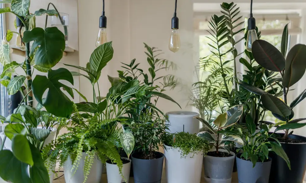 How to Choose the Right Indoor Plant