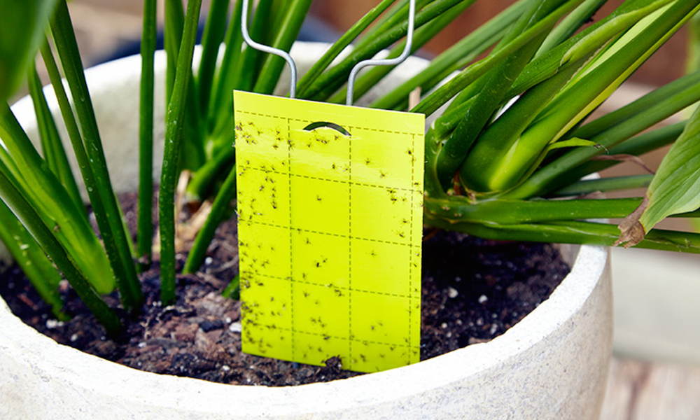 Peeacelily | How to Get Rid of Fungus Gnats for Good How to Get Rid of Fungus Gnats