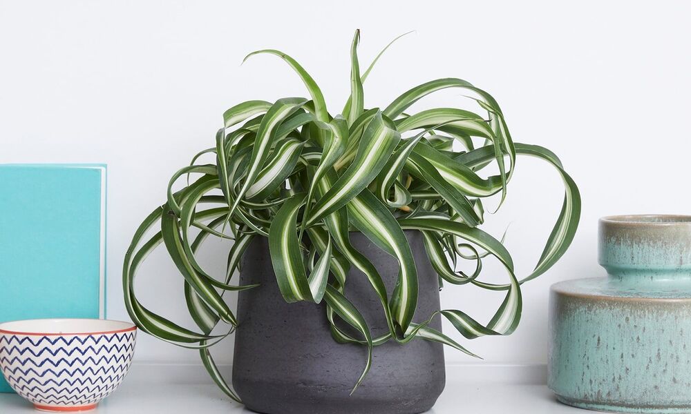 Maximize Available Light