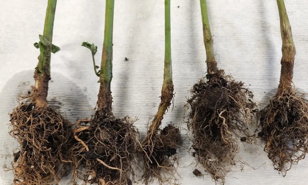 Root Rot: One of the Most Common Indoor Plant Diseases