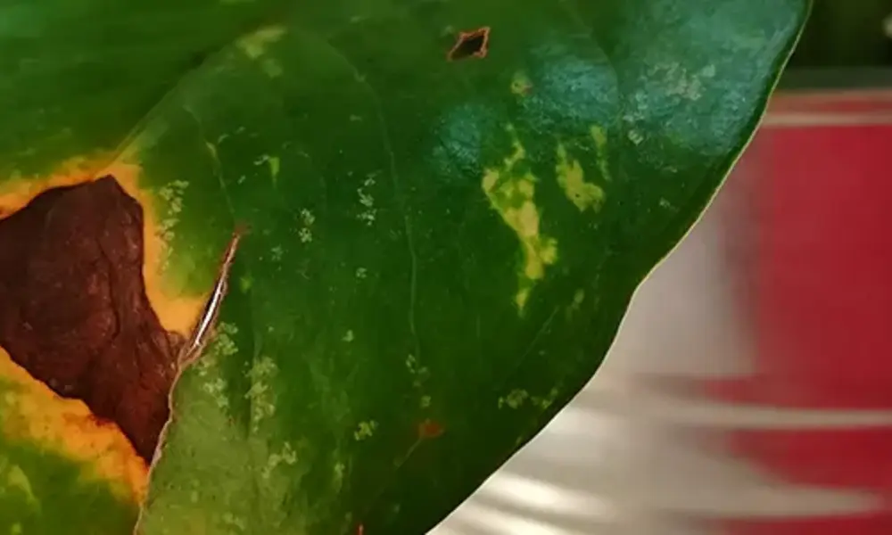 Leaf Spot Disease in Houseplants