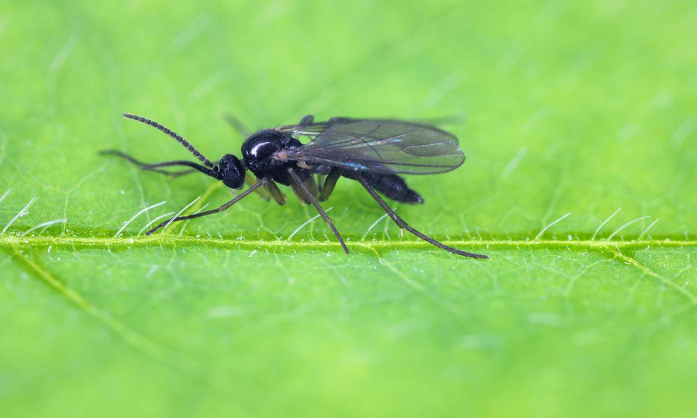 Peeacelily | How to Get Rid of Fungus Gnats for Good Signs of Fungus Gnats