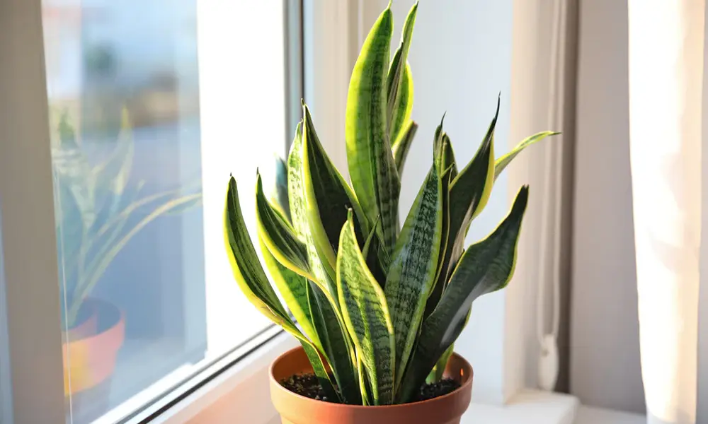 Snake Plant (Sansevieria)