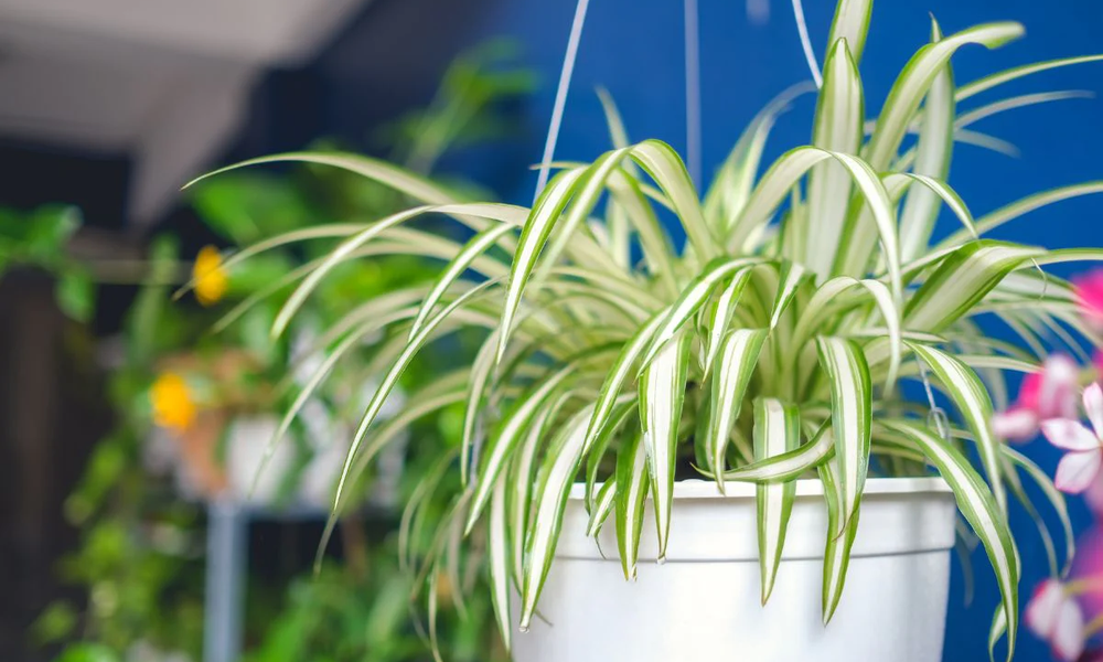 Spider Plant