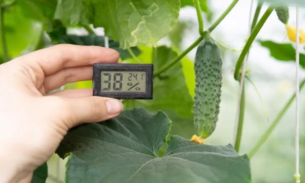 Peeacelily | Monstera (Cheese Plant) Indoor Care Guide Temperature and Humidity Needs