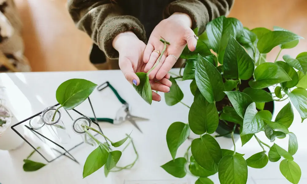 The Most Common Ways to Propagate Indoor Plants