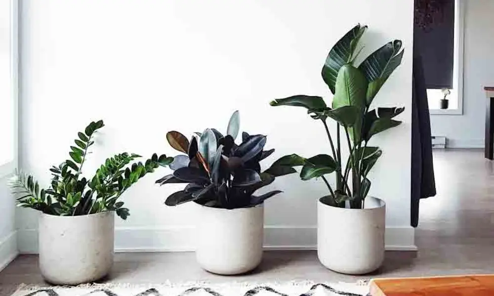 The Plant That Helps Dry Rooms Feel Comfortable