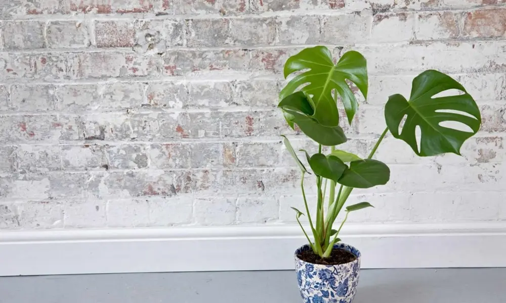 Peeacelily | Monstera (Cheese Plant) Indoor Care Guide Understanding the Indoor Cheese Plant