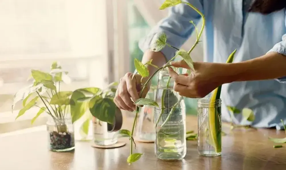 Water Propagation Steps (Introductory Level)