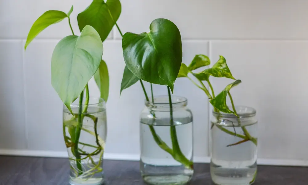 What Does “How to Propagate” Mean?