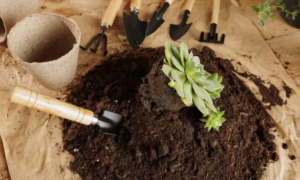 What Makes the Best Potting Soil for Indoor Plants?