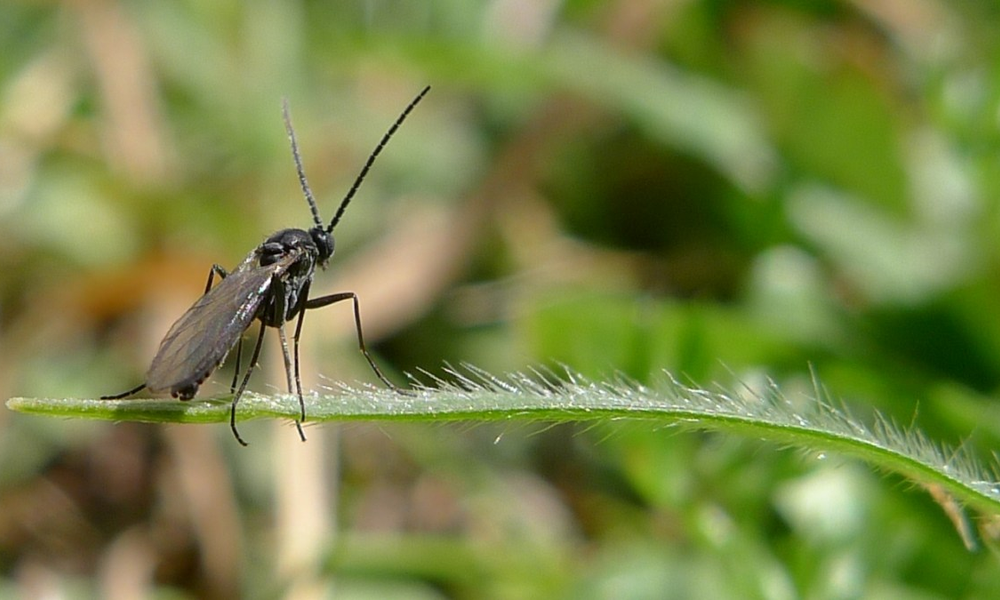 Peeacelily | How to Get Rid of Fungus Gnats for Good What Are Fungus Gnats?