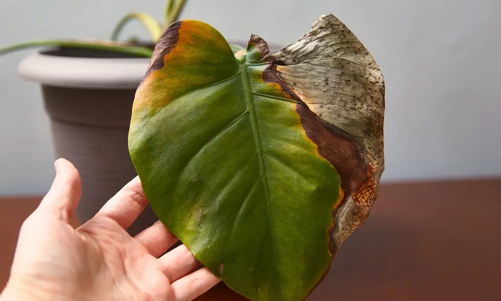 Why Houseplant Diseases Happen