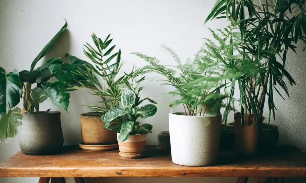Why Indoor Houseplants Are So Popular