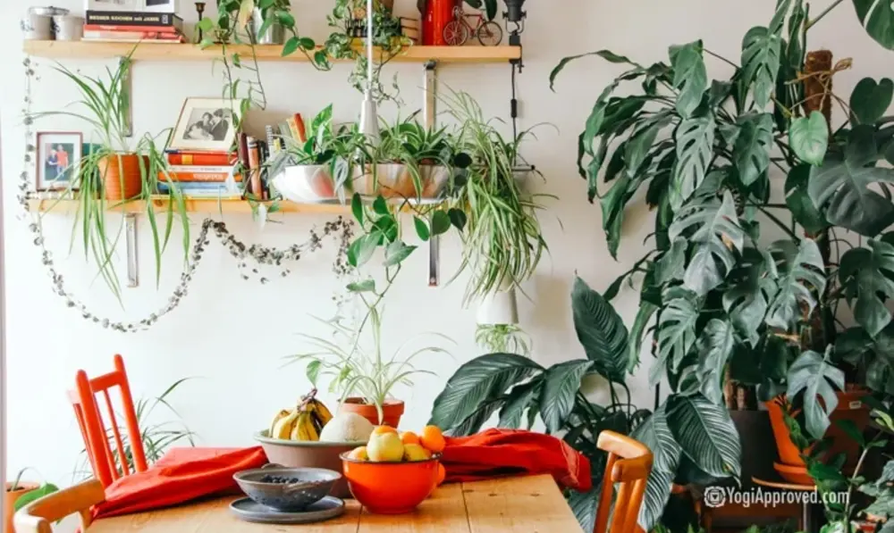Why Indoor Plants Are Good for More Than Just Air