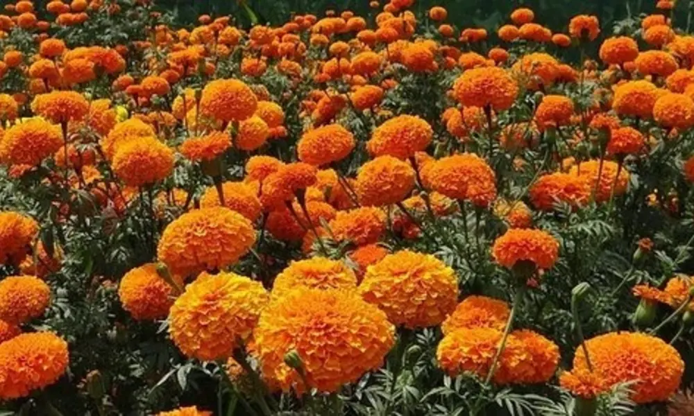 1. Marigold (Genda)