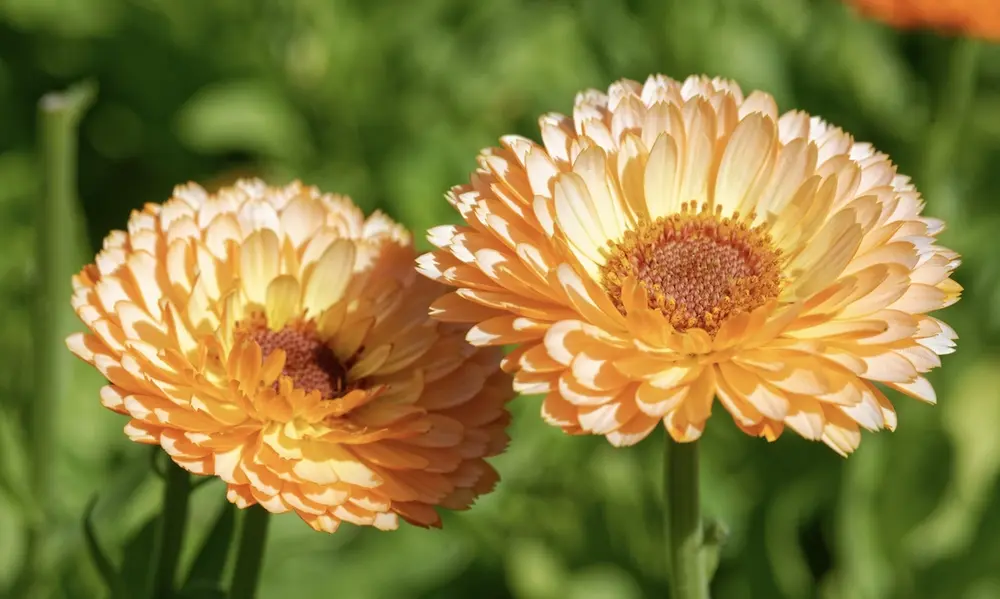 7. Calendula (Pot Marigold)