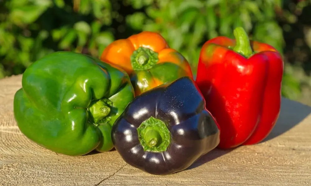 Bell Pepper Growing Tips for Better Yield