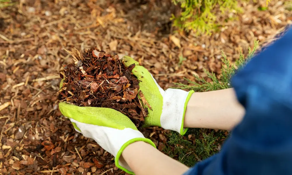 Best Mulch for Plants