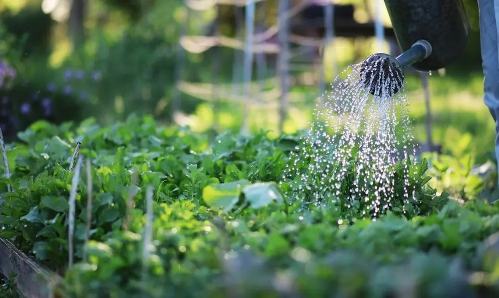 Best Watering Methods for Healthy Plants