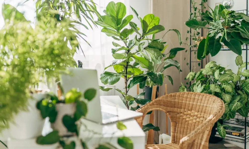 Choosing the Right Plants as a Beginner