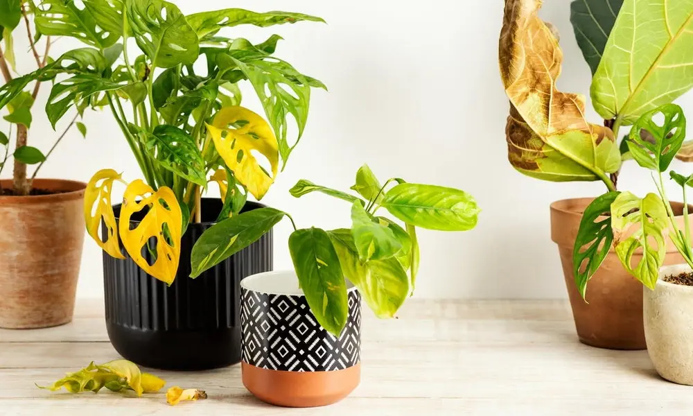 Common Houseplant Problems and How to Fix Them
