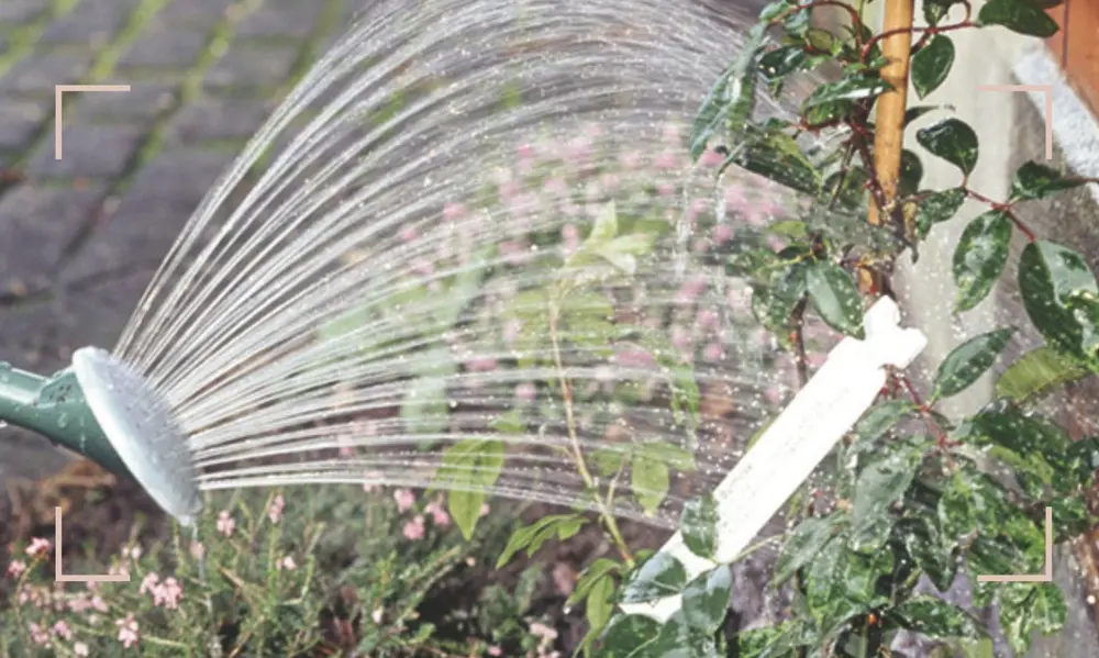 Common Mistakes in Plant Watering