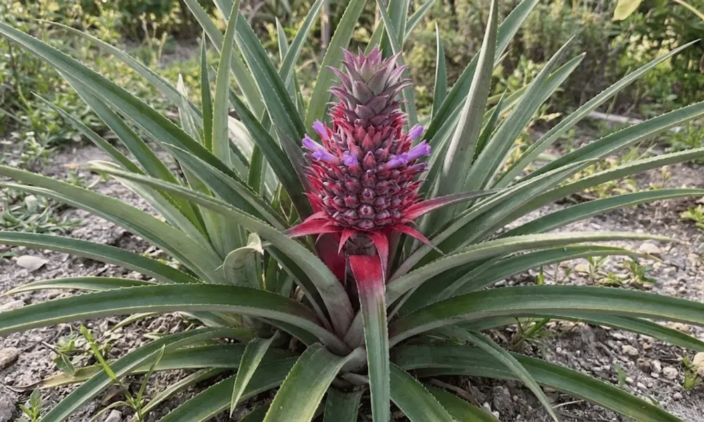 Do Pineapples Grow on Trees? The Truth Explained
