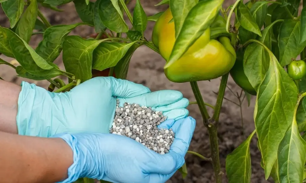 Fertilizer for Pepper Plants