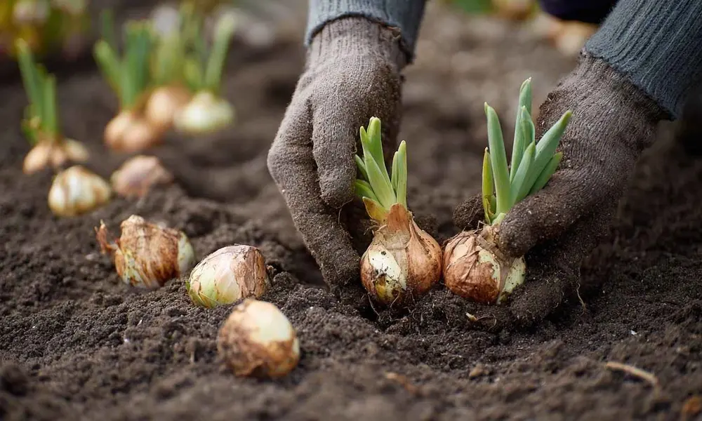 How Deep Should You Plant Tulip Bulbs in Pots