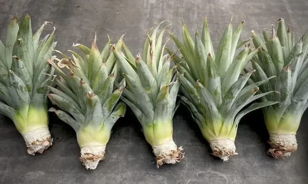 How Long Does Pineapple Take to Grow?