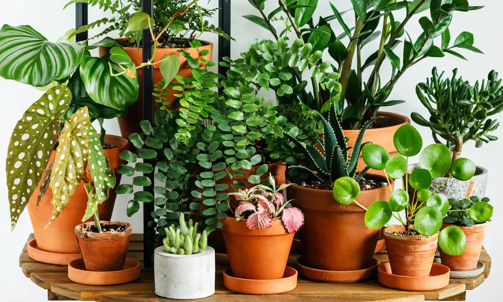 Indoor Plant Care at a Glance: Quick Reference Table