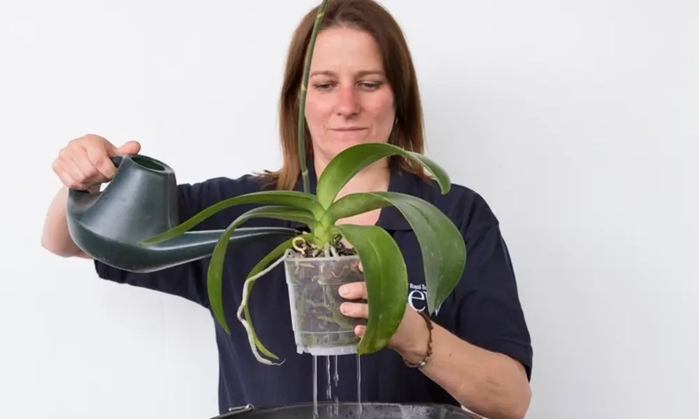 Peeacelily | How to Water Indoor Plants Without Overwatering Indoor Plant Watering Methods You Should Know