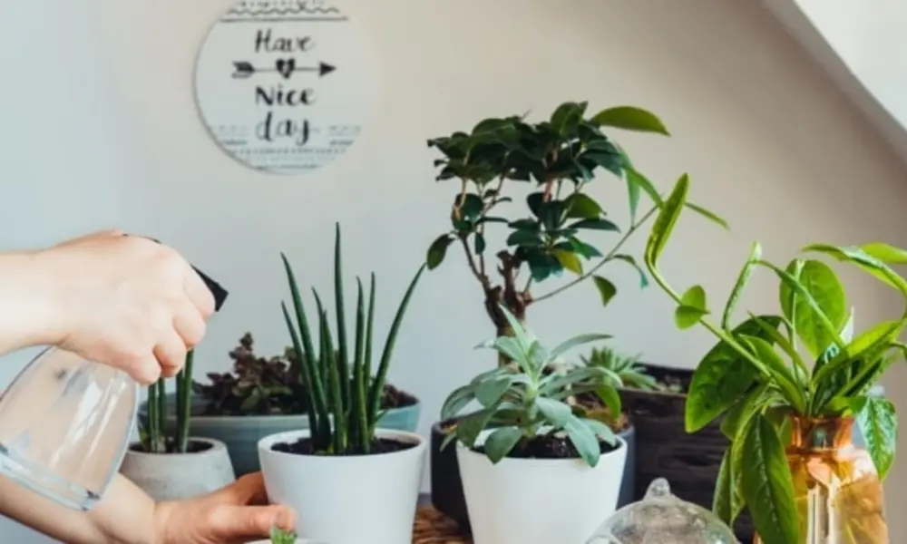 Peeacelily | How Indoor Plants Improve Mental Health Mental Health Benefits Houseplants