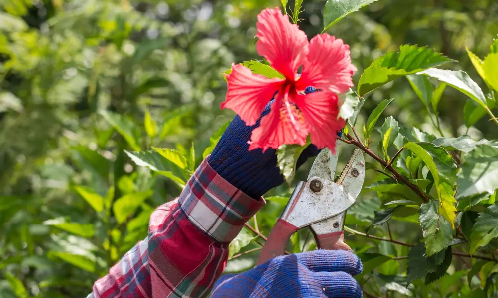Peeacelily | Why Your Hibiscus Isn’t Flowering (And How to Fix It Fast) Recognize the Reasons for Hibiscus not Flowering