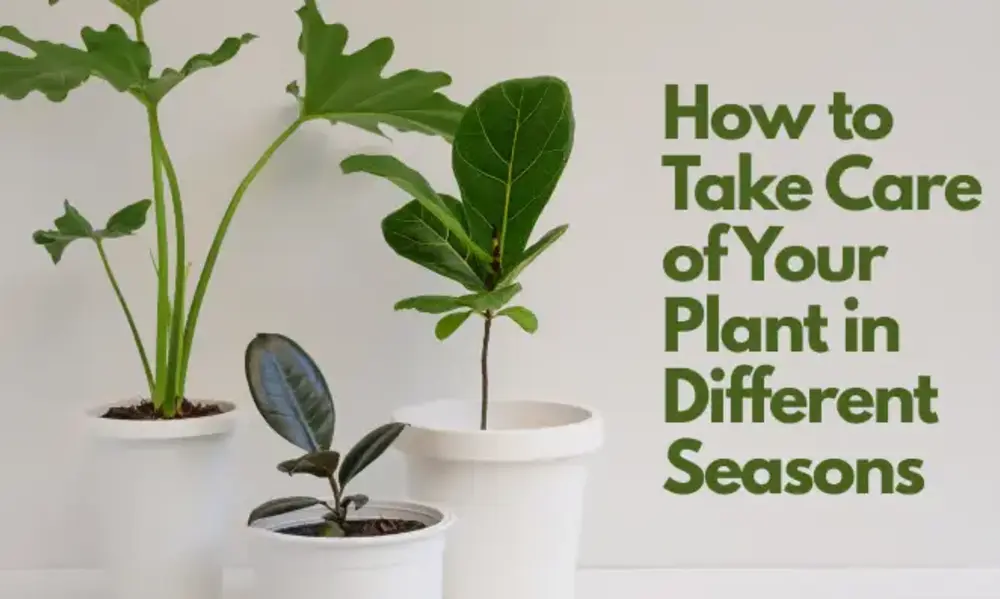 Seasonal Adjustments: Your Houseplant Care Guide Changes Through the Year