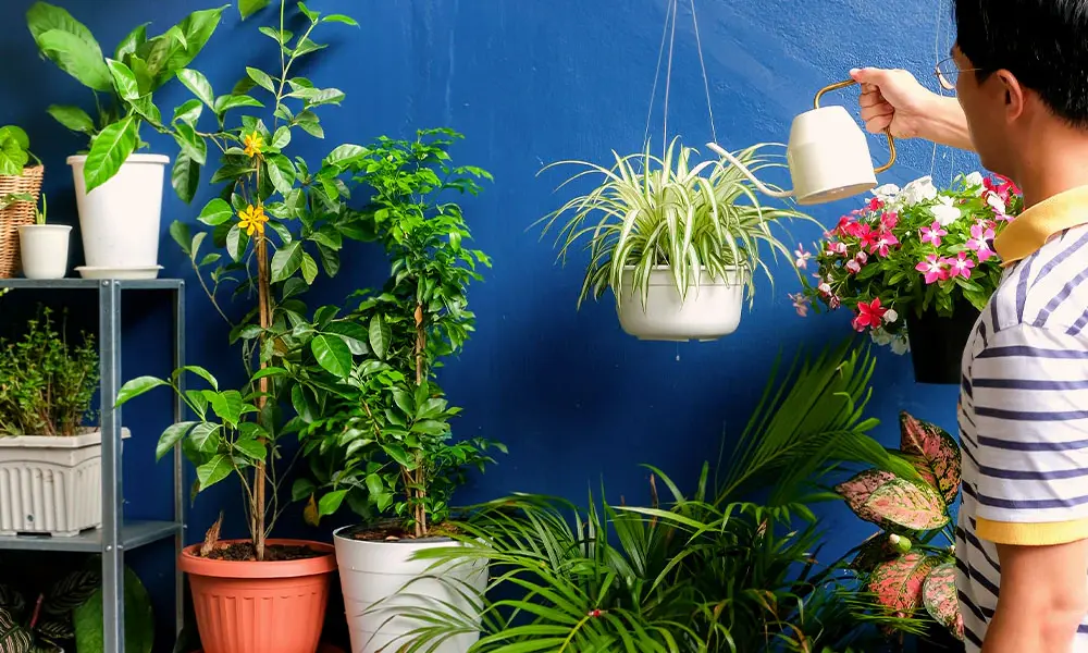 Seasonal Watering: Plant Watering Schedule chart