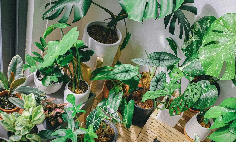 Peeacelily | How Indoor Plants Improve Mental Health Simple Ways to Add Indoor Plants to Your Home
