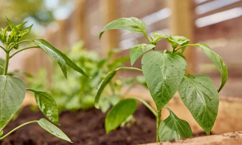 Soil for Bell Peppers in Pots