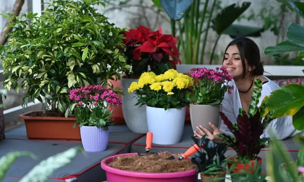 The 6 Pillars of a Great Houseplant Care Guide