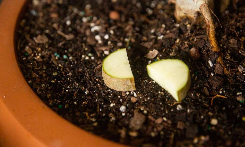 Peeacelily | Tiny Bugs Destroying Your Plants? Here’s the Exact Fix Fungus Gnats Solution (Step-by-Step Fix)