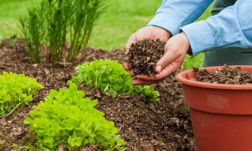 Types of Mulch in Gardening